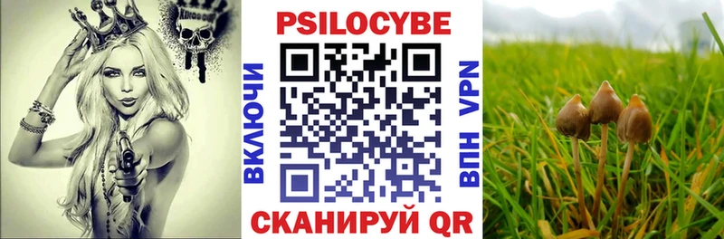 Псилоцибиновые грибы Psilocybine cubensis  Гусиноозёрск 